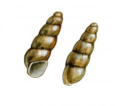 Acicula polita (Hartmann) attēls