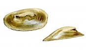 Acroloxus lacustris (L.) attēls