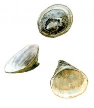 Ancylus fluviatilis O.F.Mueller attēls