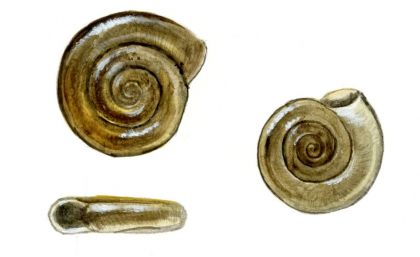 Anisus spirorbis (L.) attēls