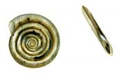 Anisus vortex (L.) attēls