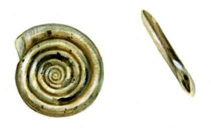 Anisus vortex (L.) attēls