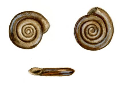 Anisus vorticulus (Troschel) attēls