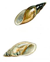 Aplexa hipnorum (L.) attēls