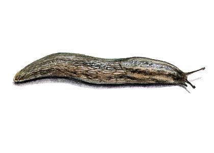 Arion fasciatus (Nilsson) attēls