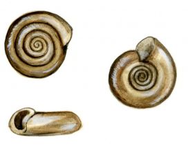 Bathyomphalus contortus (L.) attēls