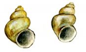 Bithynia leachii (Sheppard) attēls