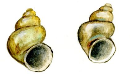 Bithynia leachii (Sheppard) attēls