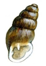 slaidais sīkgliemezis attēls