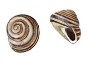 Cepaea hortensis (O.F.Müller) attēls