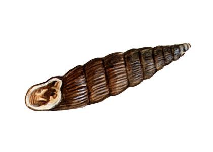 Clausilia cruciata Studer attēls