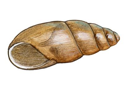 Cochlicopa lubrica (O.F.Müller) attēls