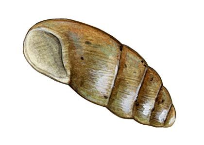 Cochlicopa lubricella (Porro) attēls