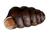 Columella edentula (Draparnaud) attēls