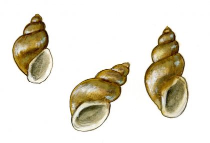 Galba truncatula (O.F.Mueller) attēls