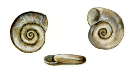 Gyraulus acronicus (A.Ferussak) attēls