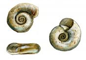 Gyraulus albus (O.F.Mueller) attēls