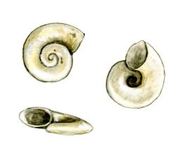 Gyraulus crista (L.) attēls