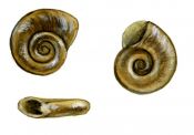 Gyraulus laevis (Alder) attēls