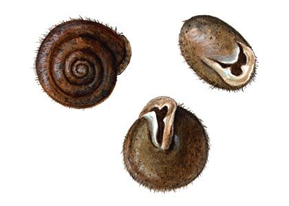 Isignomostoma isognomostoma (Schröter) attēls