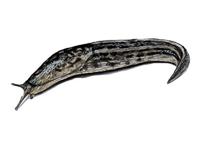 Limax maximus L. attēls