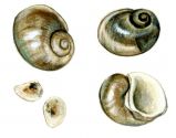 Lithoglyphus naticoides C.Pfeiffer attēls