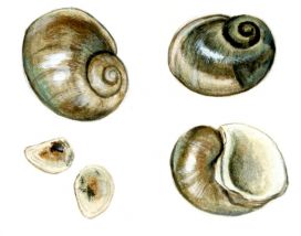 Lithoglyphus naticoides C.Pfeiffer attēls