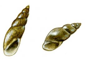 Lymnaea glabra (O.F.Mueller) attēls
