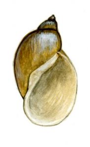 Lymnaea intermedia (Lam.) attēls