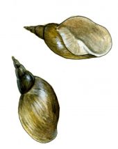 Lymnaea stagnalis (L.) attēls