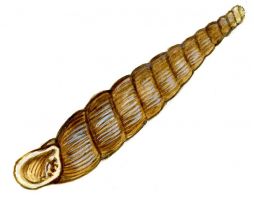 Macrogastra plicatula (Draparnaud) attēls