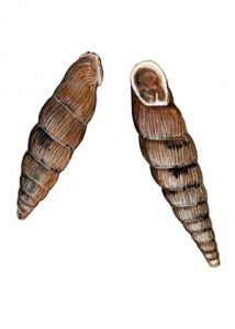 Macrogastra ventricosa (Draparnaud) attēls