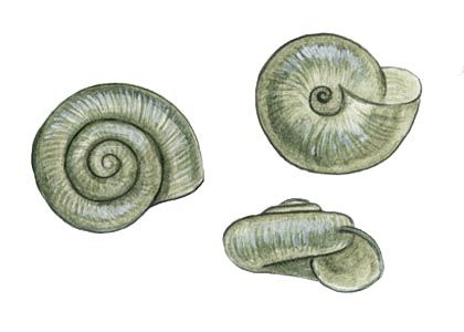 Nesovitrea petronella (L. Pfeiffer) attēls