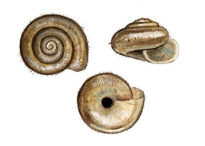 Perforatella rubiginosa (A.Schmidt) attēls