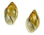Physa fontinalis (L.) attēls
