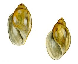Physa fontinalis (L.) attēls