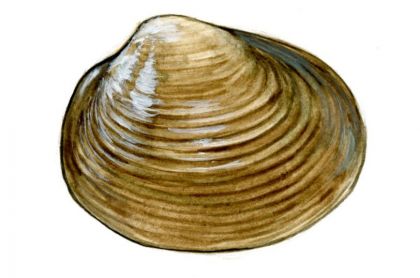 Pisidium amnicum (O.F.Mueller) attēls