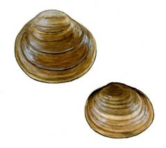 Pisidium obtusale (Lam.) attēls