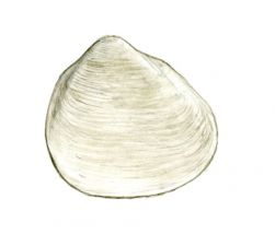 Pisidium supinum A.Schmidt attēls