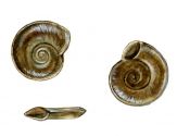 Planorbis carinatus O.F.Mueller attēls