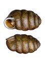 Pupilla muscorum (L.) attēls
