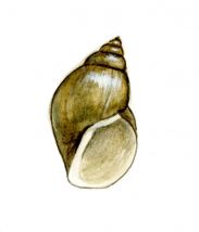 Stagnicola fuscus (C.Pfeiffer) attēls