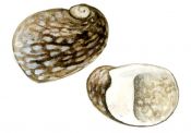 Theodoxus fluviatilis (L.) attēls