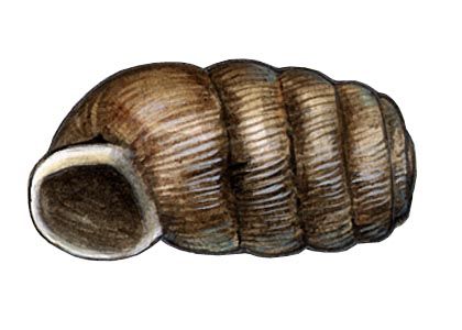Truncatellina cylindrica (Ferussac) attēls