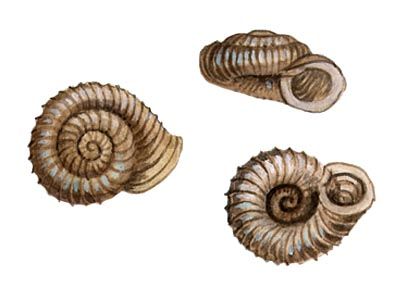 Vallonia costata (O.F.Müller) attēls