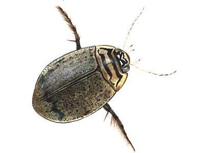 Acilius sulcatus L. attēls