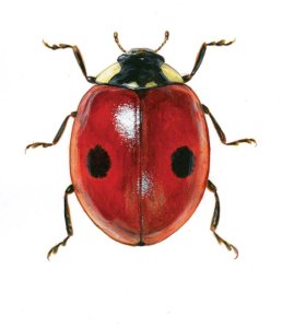 Adalia bipunctata (L.) attēls