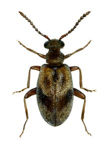 Aderus populneus (Creutzer) attēls