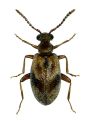 Aderus populneus (Creutzer) attēls