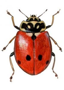 Adonia variegata (Goeze) attēls